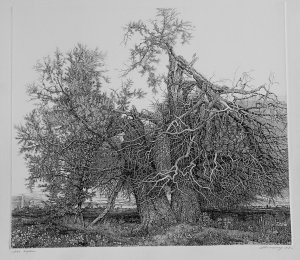 Заказ картины "Два дерева 1999"